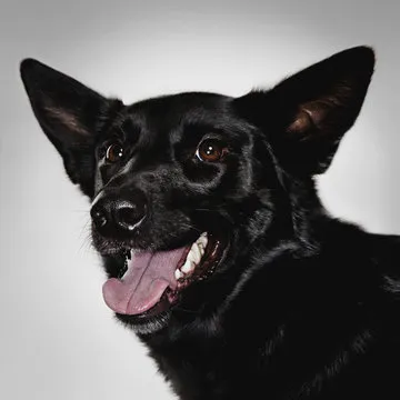 编辑团队头像占位图